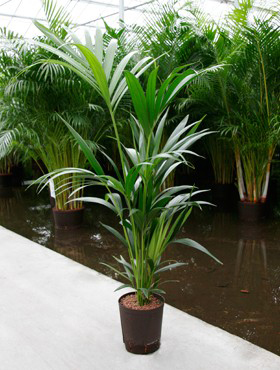 Kentia palm