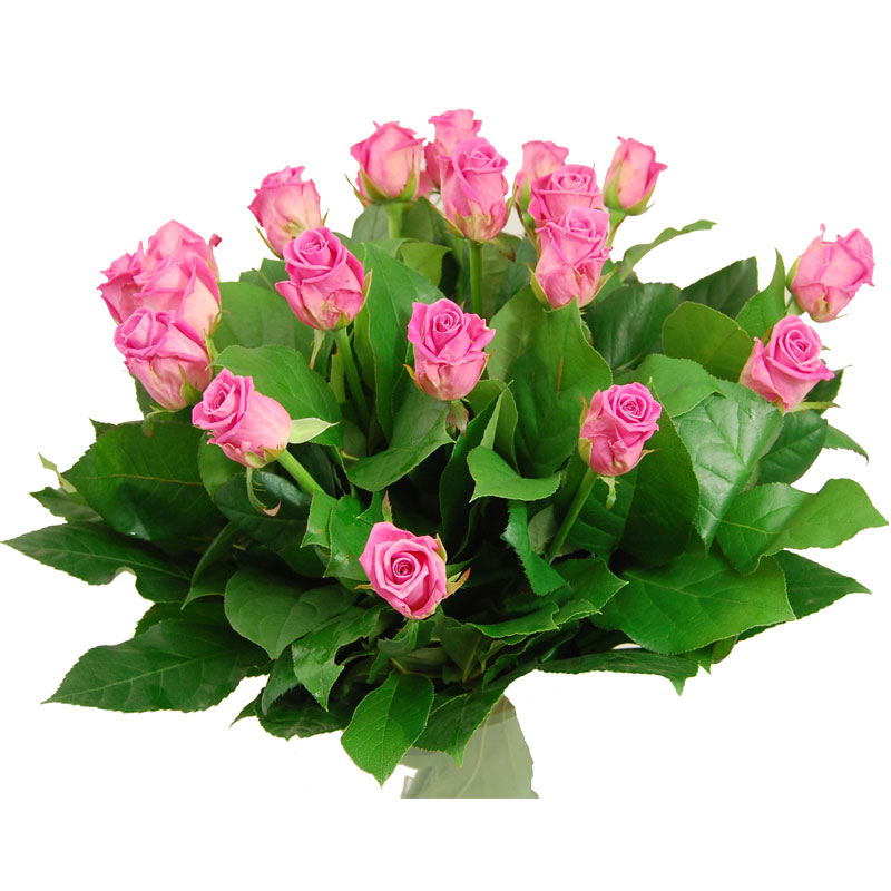 Roze rozen (medium)