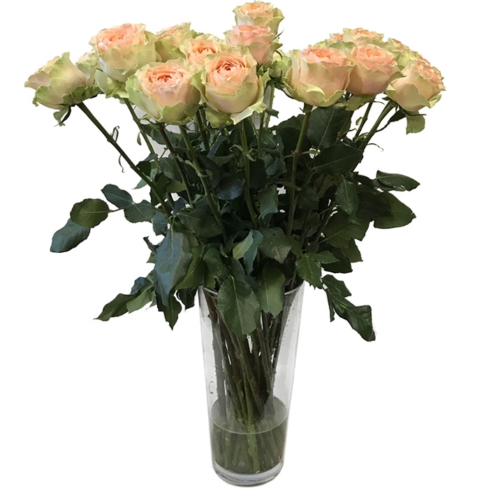 Roze rozen (medium)