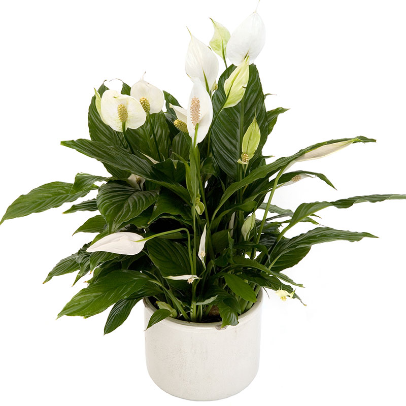 Spathiphyllum plant in pot