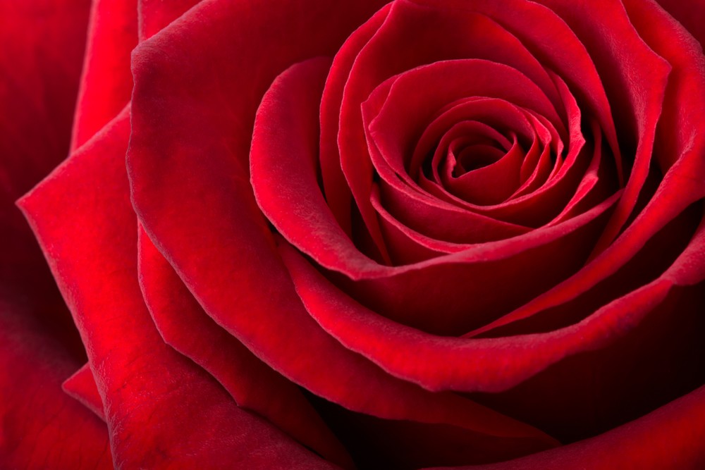 Losse Rozen wit Lang