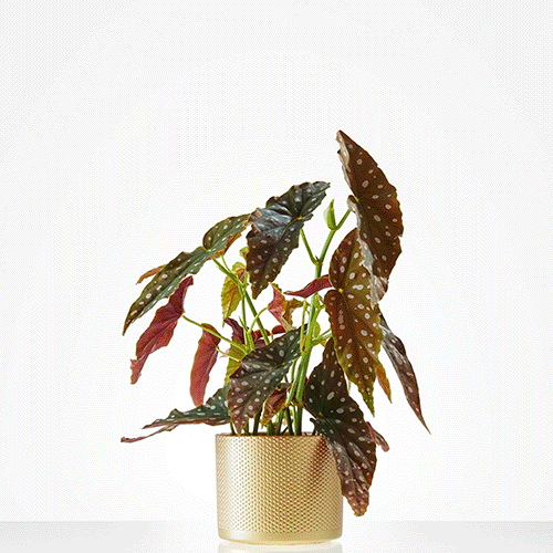 Stippenplant in pot