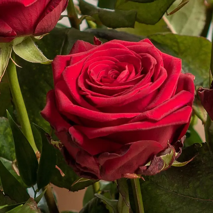 ingezoomde foto van een mooie grote rode roos