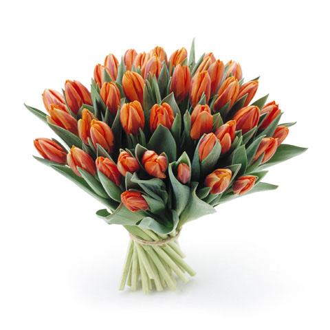 Oranje tulpen