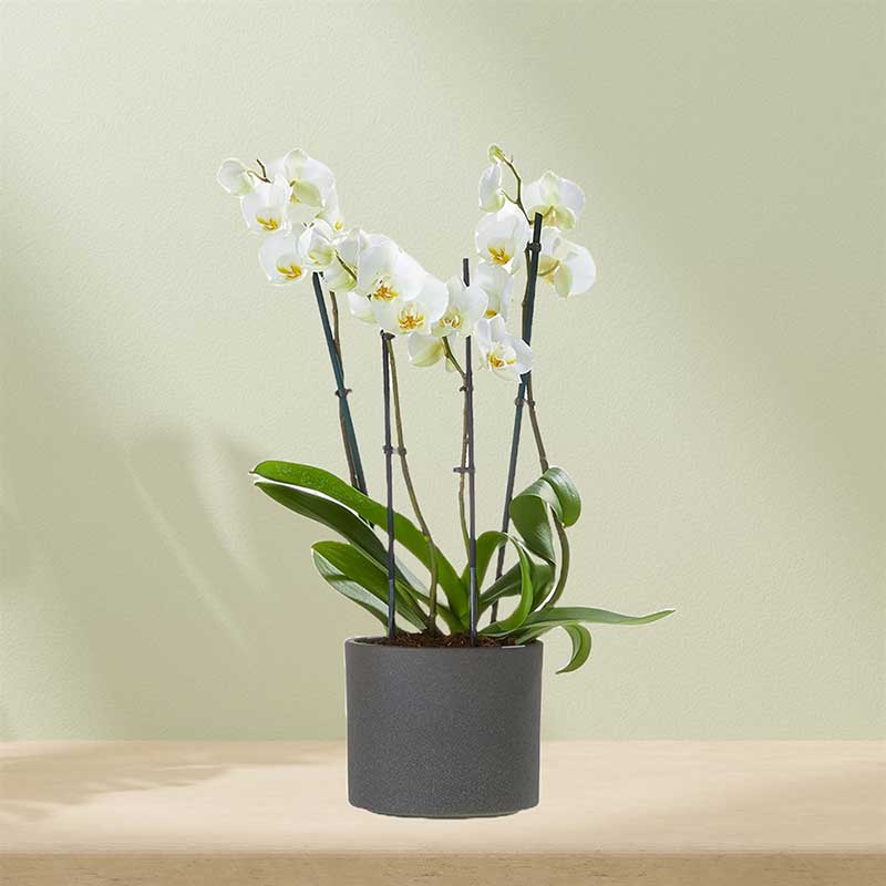 Phalaenopsis Orchidee in pot