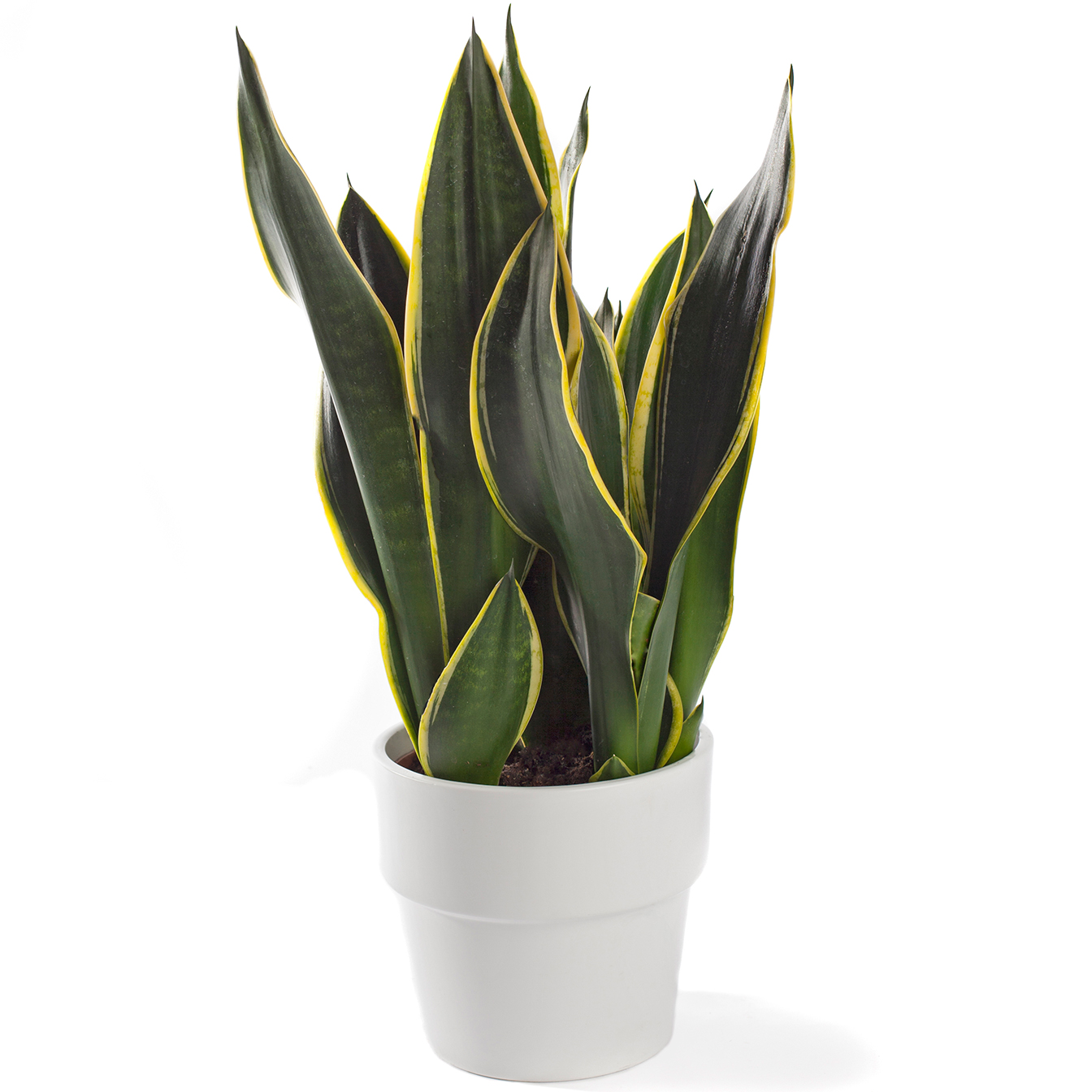 Sanseveria in pot