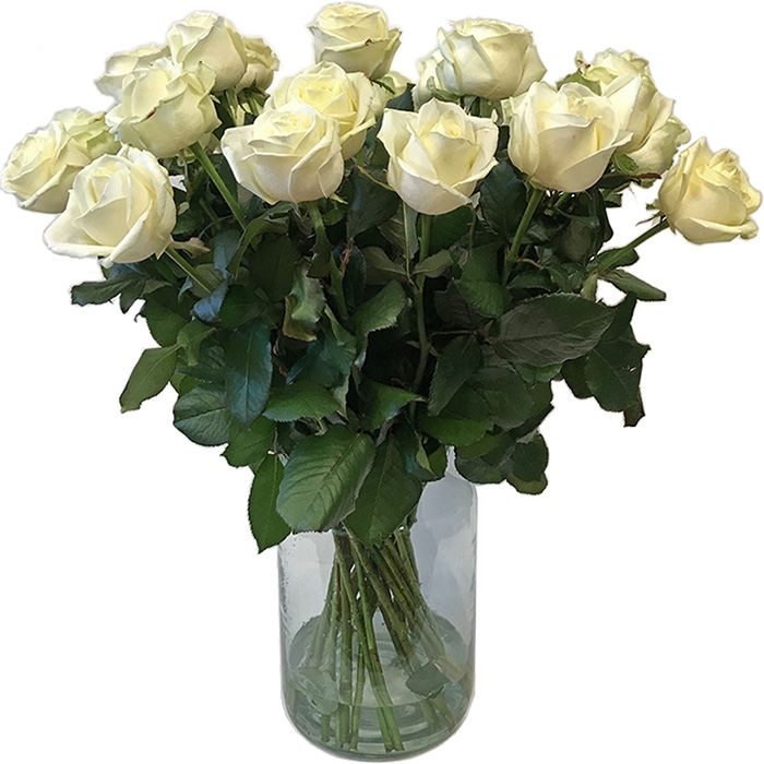 Witte rozen (medium)