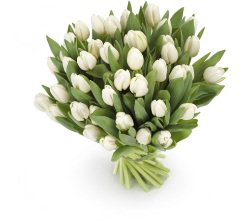 Witte tulpen