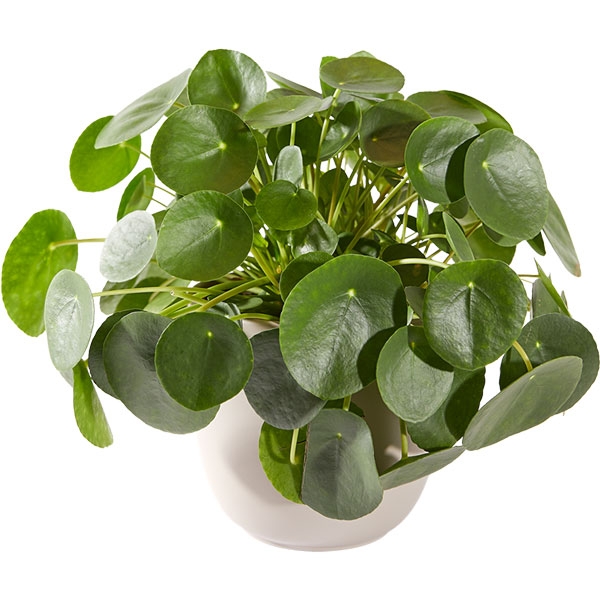 Pannenkoekplant in pot