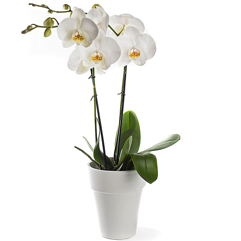 Phalaenopsis Orchidee in pot