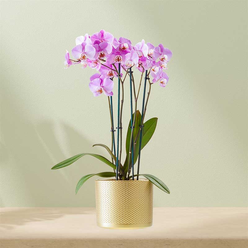 Roze Orchidee in pot