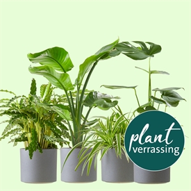 Plant verrassing