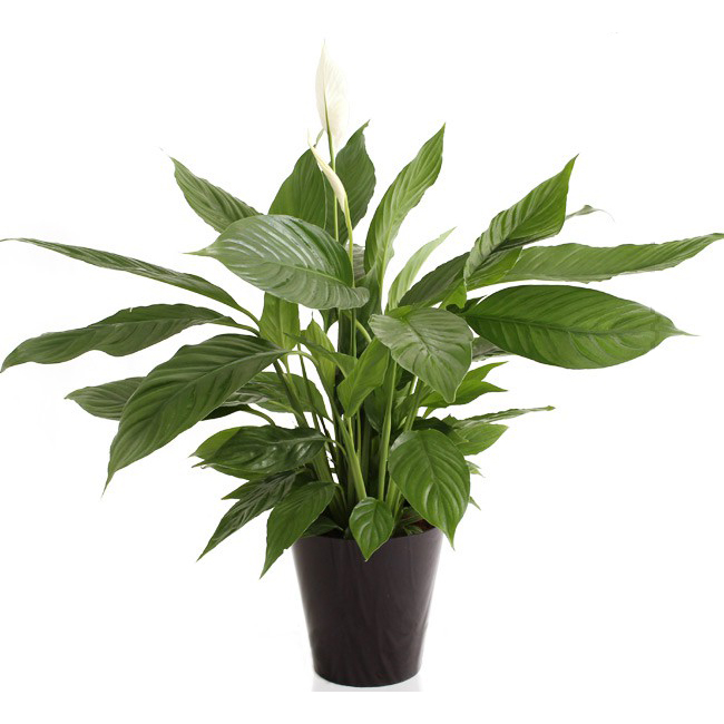 Groene plant in pot